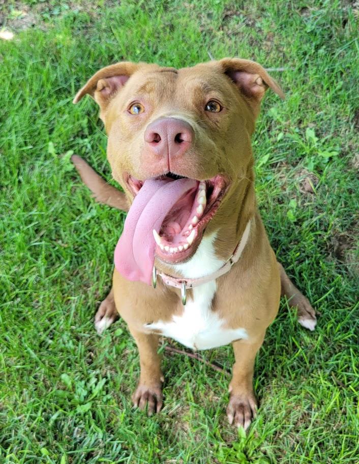 Tessa, a ADOPTABLE mixed breed in Lisbon, OH image 2/5