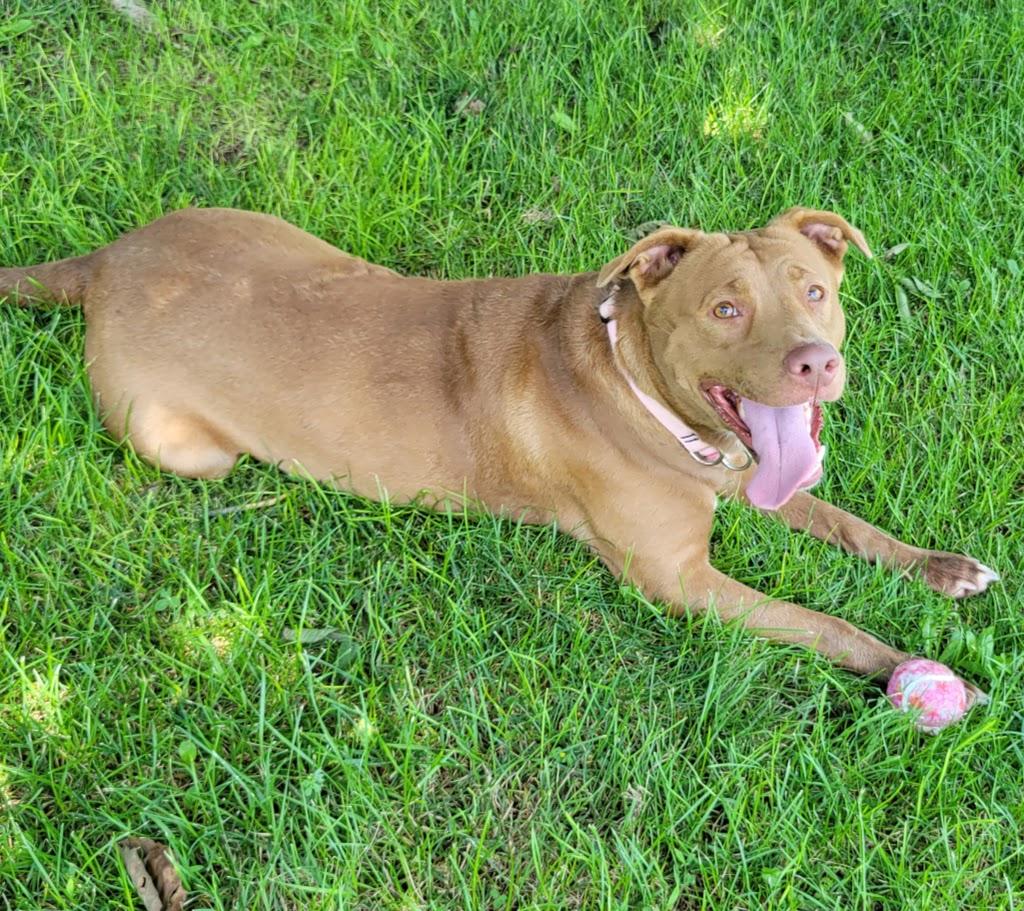 Tessa, a ADOPTABLE mixed breed in Lisbon, OH image 3/5