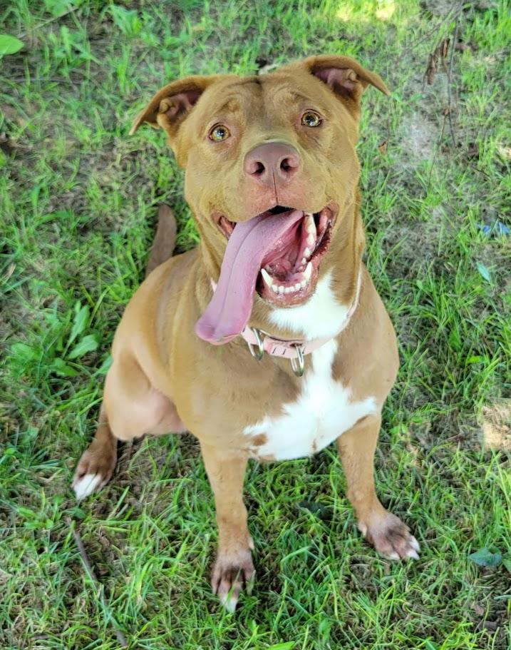 Tessa, a ADOPTABLE mixed breed in Lisbon, OH image 4/5