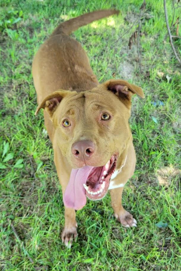 Tessa, a ADOPTABLE mixed breed in Lisbon, OH image 5/5
