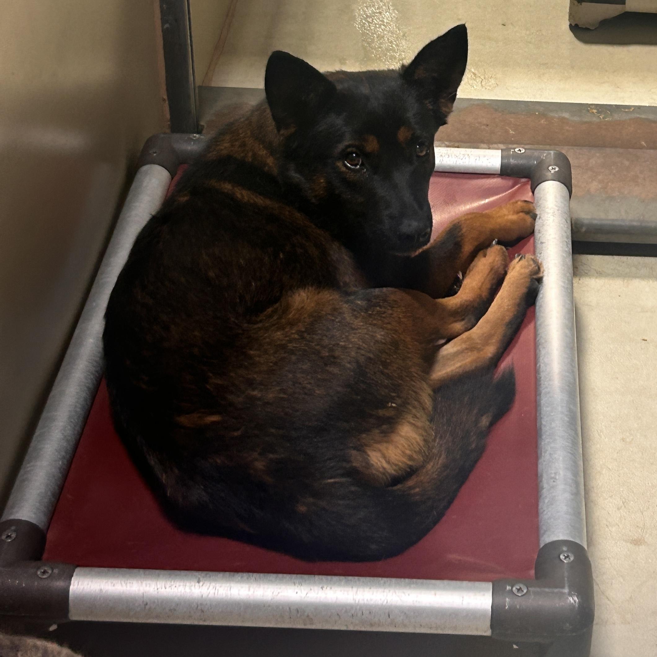 Red Velvet -- URGENT!! OUT OF TIME!!