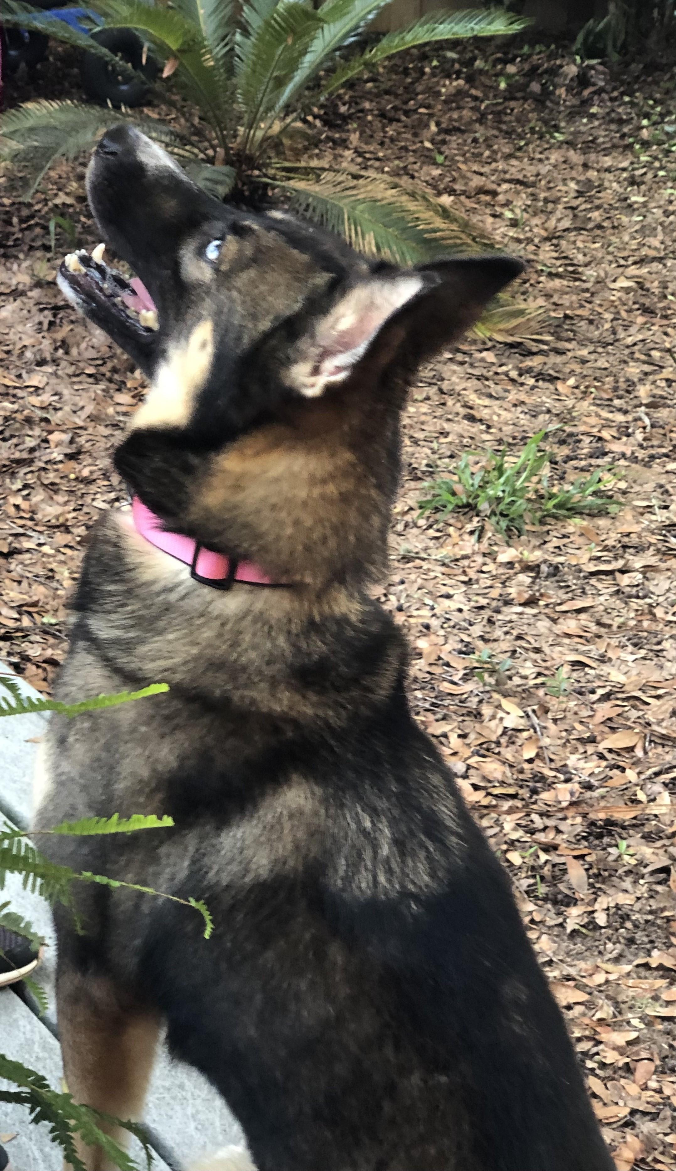 Enlarge Gypsy, a Adoptable mixed breed in Magnolia Springs, AL image 2/4
