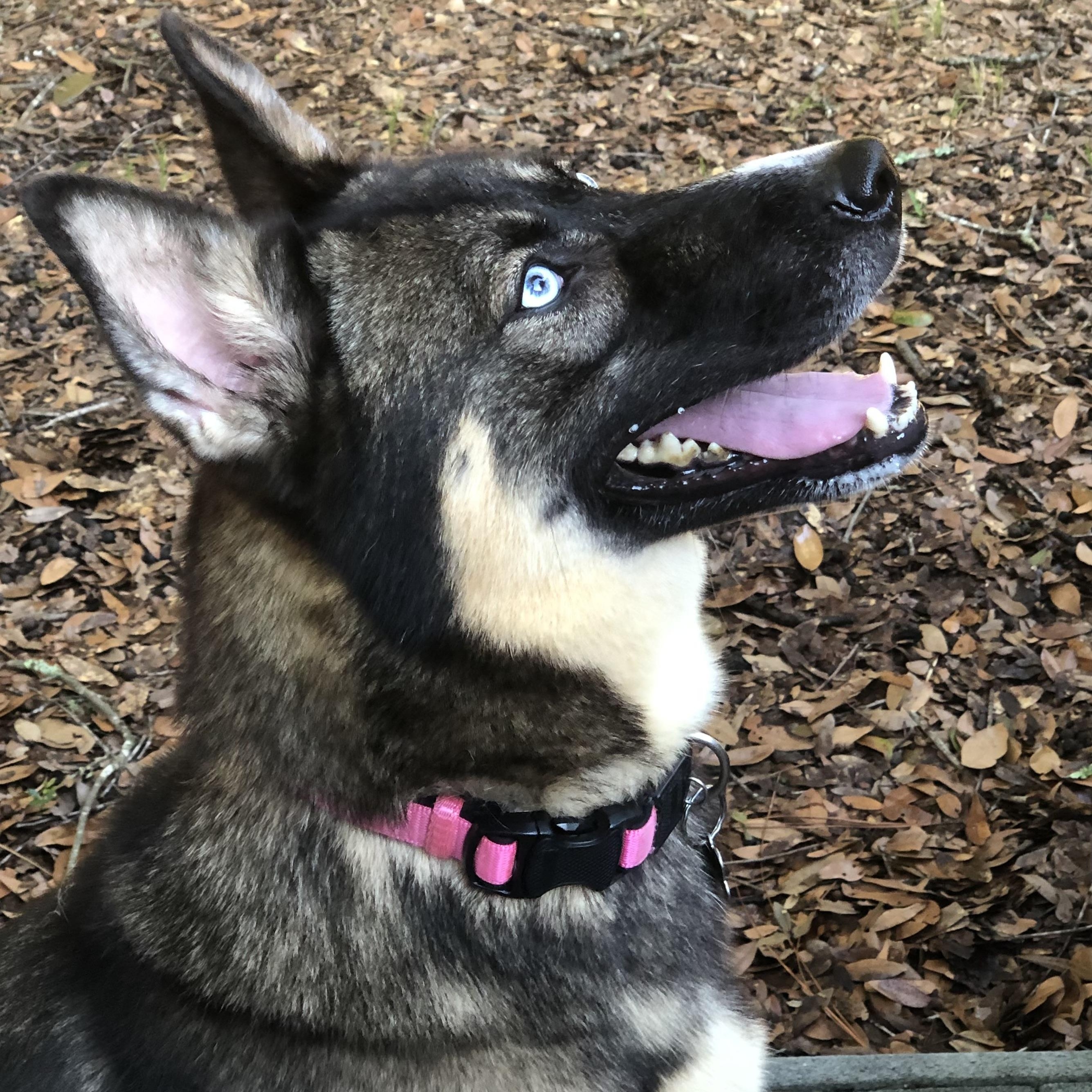 Enlarge Gypsy, a Adoptable mixed breed in Magnolia Springs, AL image 3/4