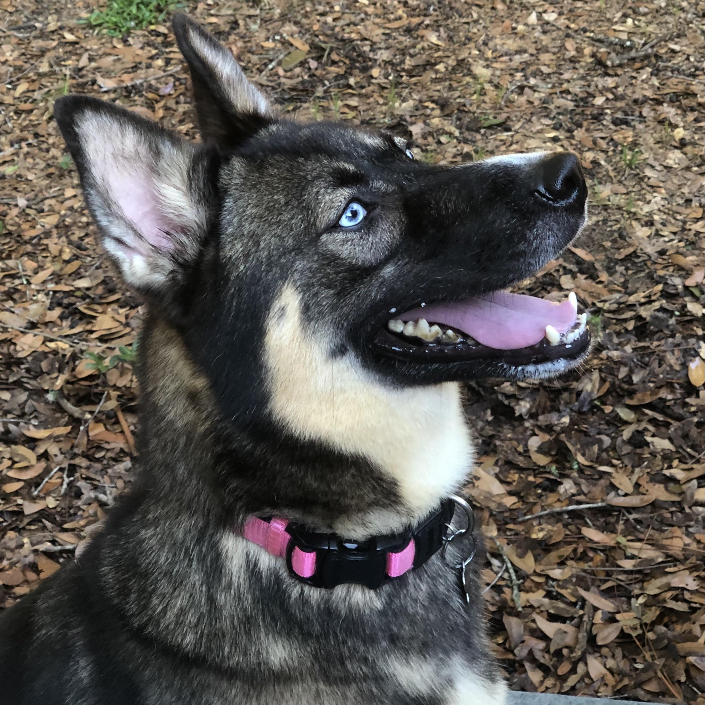 Gypsy, Adoptable, Adult Female Husky & German Shepherd Dog.