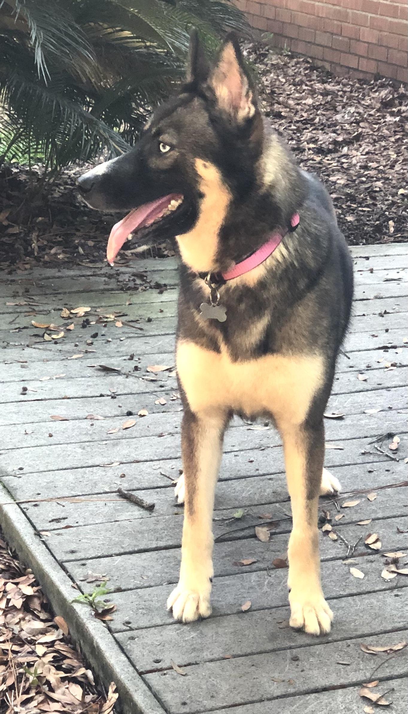 Enlarge Gypsy, a Adoptable mixed breed in Magnolia Springs, AL image 4/4
