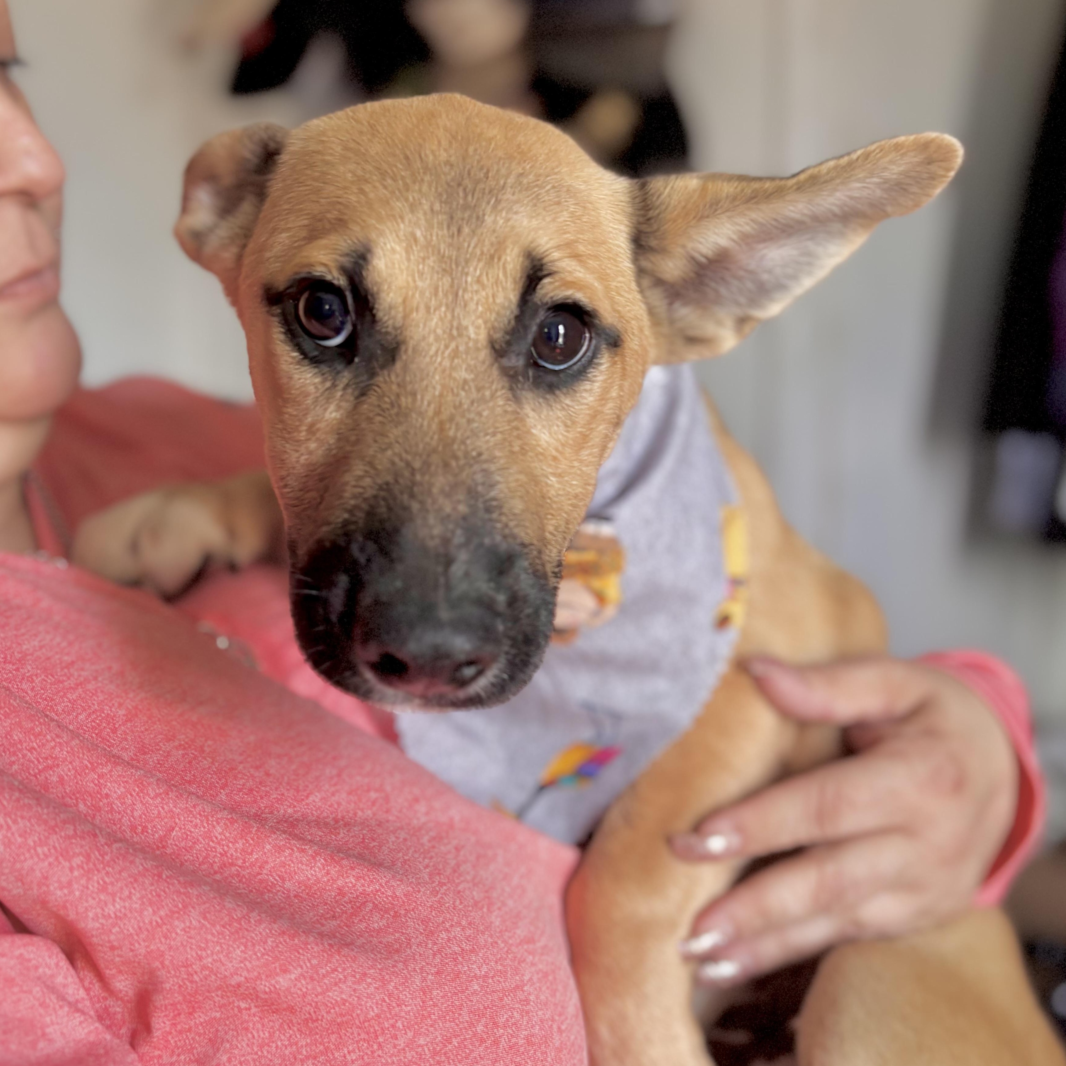 Jujubee, an adopted mixed breed in Linthicum Heights, MD image 2/6