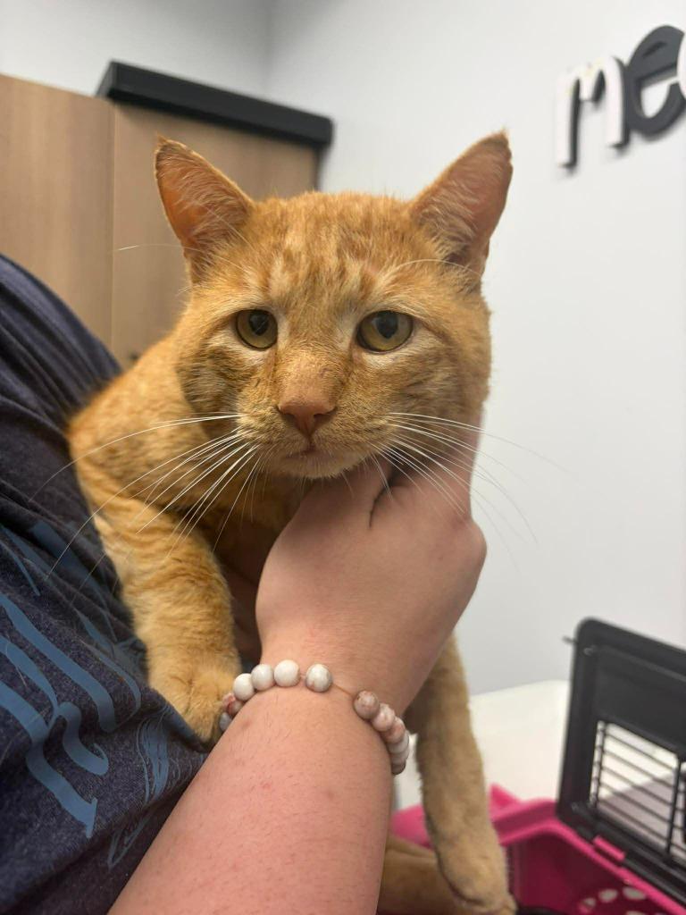 Kronk, Adoptable, Adult Male Domestic Short Hair.