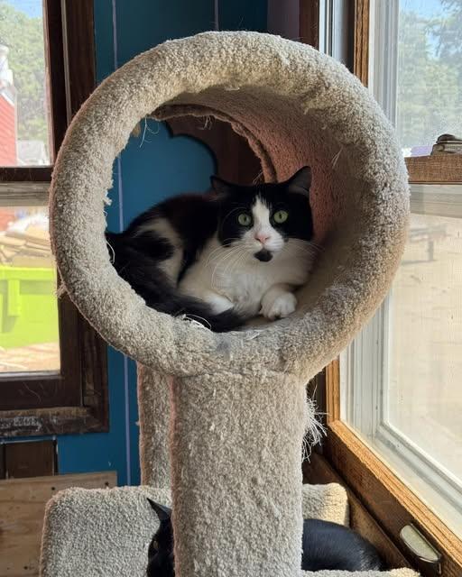 Enlarge Patsy, a Adoptable Domestic Medium Hair in Monticello, IL image 1/2