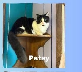 Enlarge Patsy, a Adoptable Domestic Medium Hair in Monticello, IL image 2/2