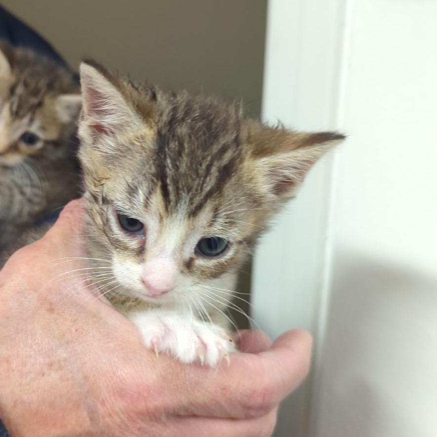 Bandit, Adoptable, Young Male Domestic Short Hair.