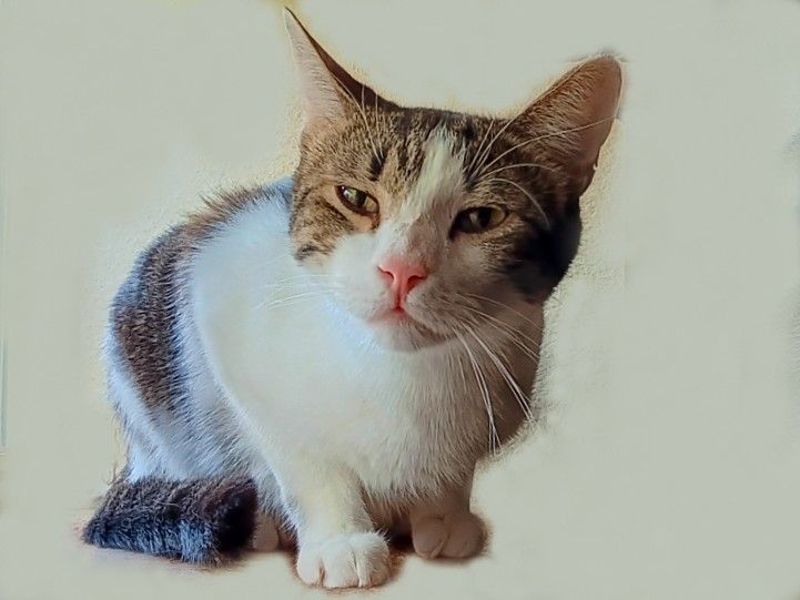 Billie, a Adoptable Domestic Short Hair in College Station, TX image 1/3