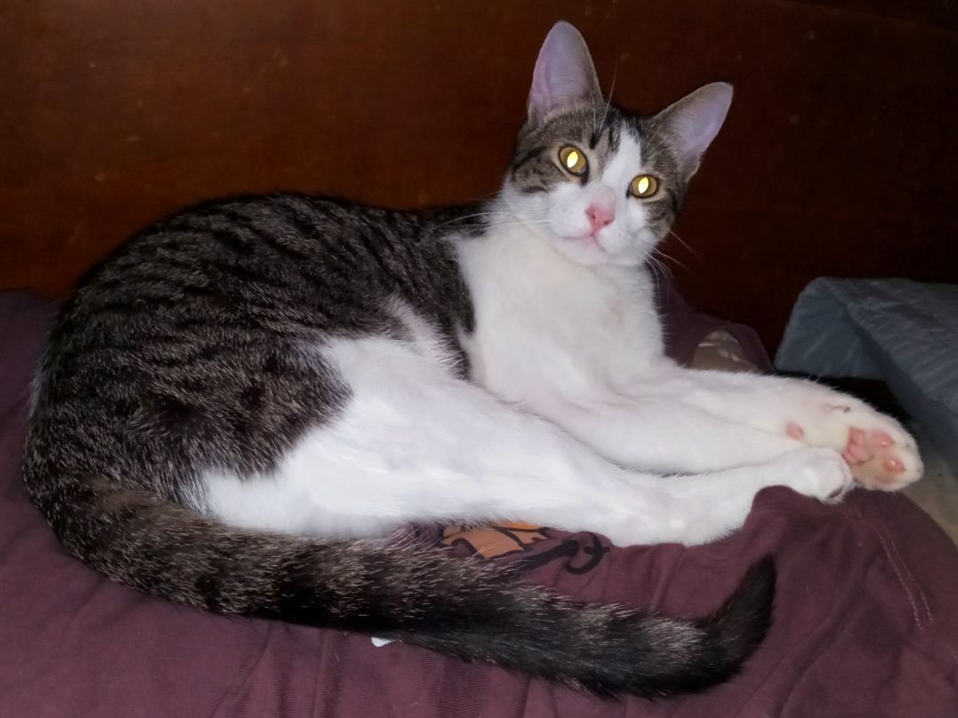 Billie, a Adoptable Domestic Short Hair in College Station, TX image 2/3