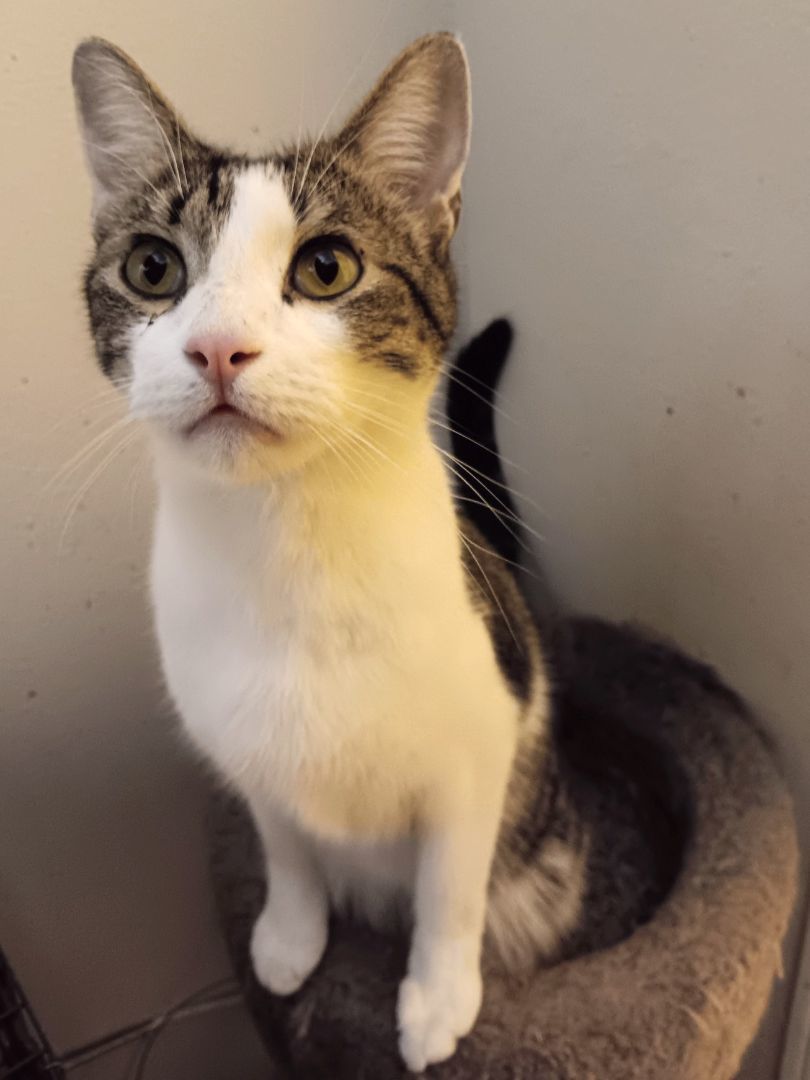 Billie, Adoptable, Young Male Domestic Short Hair.