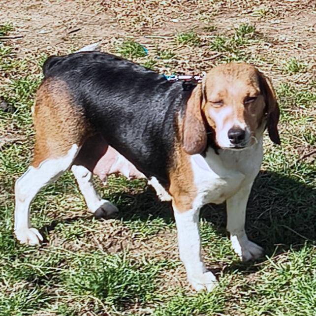 Enlarge Myrtle, a Adoptable Beagle in London, OH image 2/6