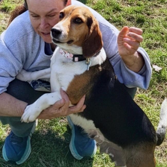 Enlarge Myrtle, a Adoptable Beagle in London, OH image 4/6