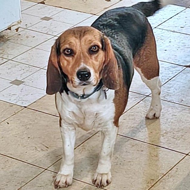 Enlarge Myrtle, a Adoptable Beagle in London, OH image 1/6
