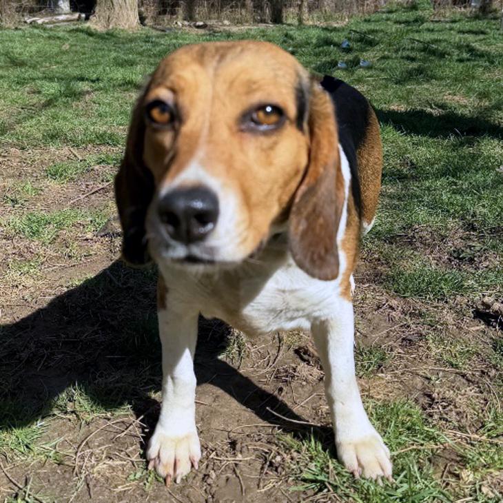 Enlarge Myrtle, a Adoptable Beagle in London, OH image 3/6