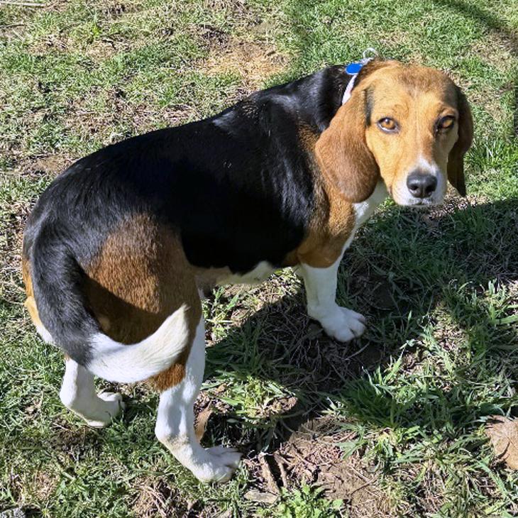 Enlarge Myrtle, a Adoptable Beagle in London, OH image 5/6