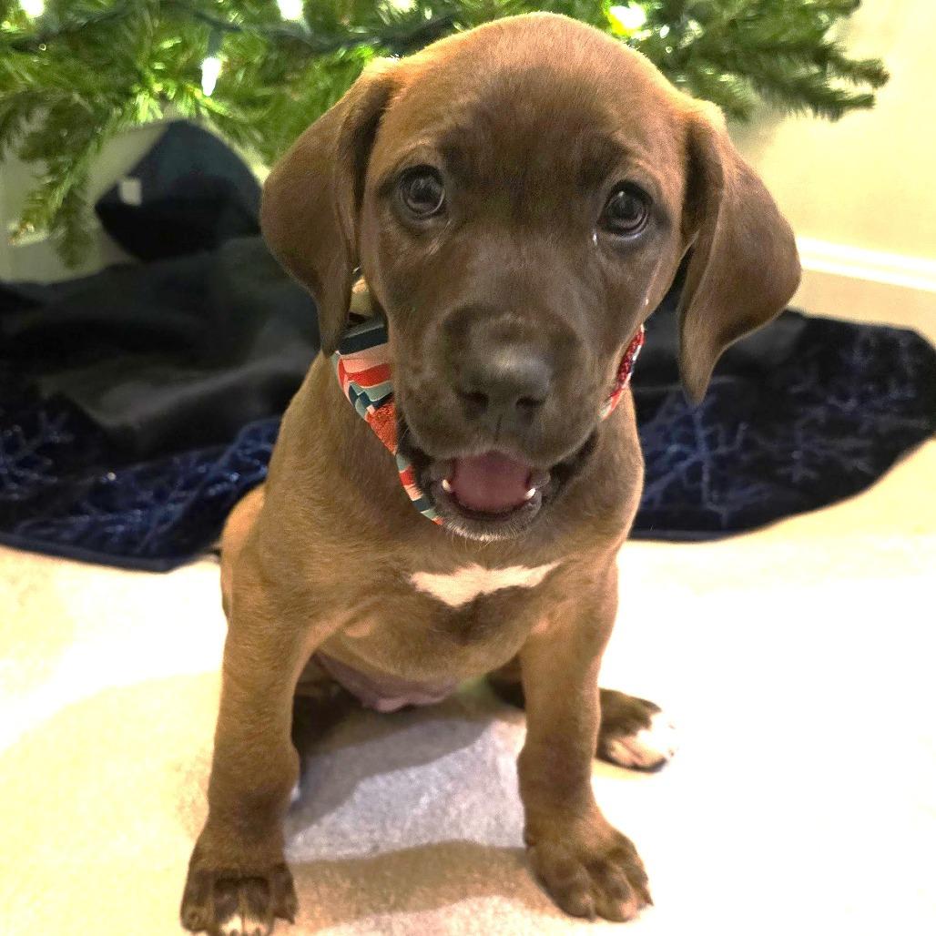 Enlarge Santa's Vixen, a Adoptable mixed breed in Chantilly, VA image 1/5