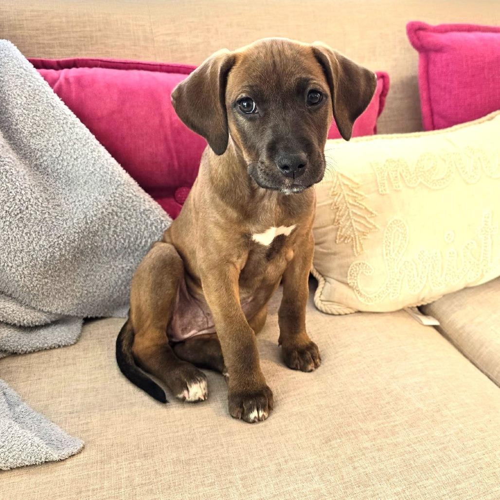 Enlarge Santa's Vixen, a Adoptable mixed breed in Chantilly, VA image 2/5