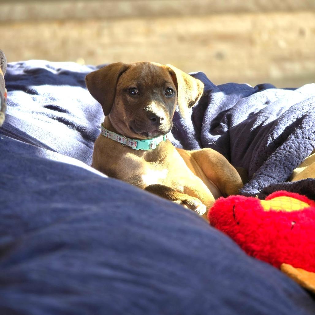 Enlarge Santa's Vixen, a Adoptable mixed breed in Chantilly, VA image 3/5