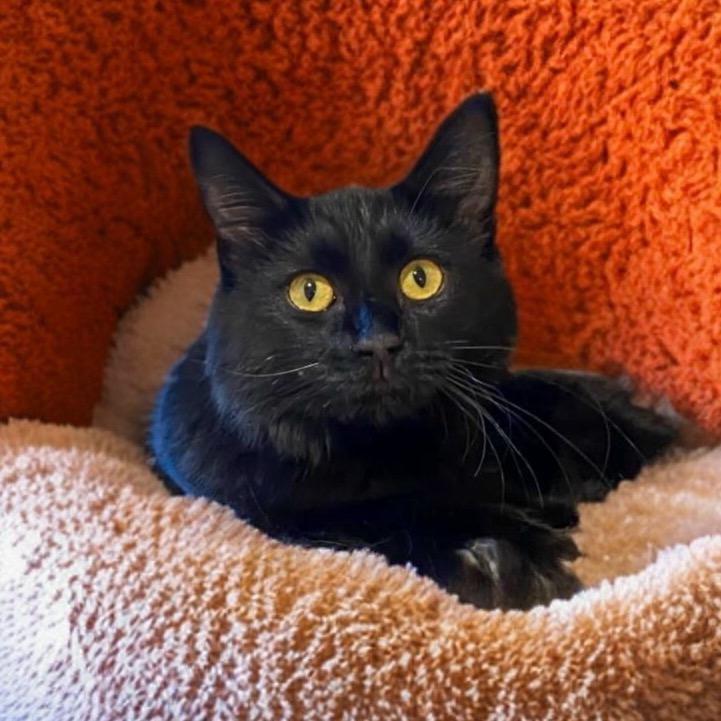 Rumble, Adoptable, Young Male Domestic Medium Hair.