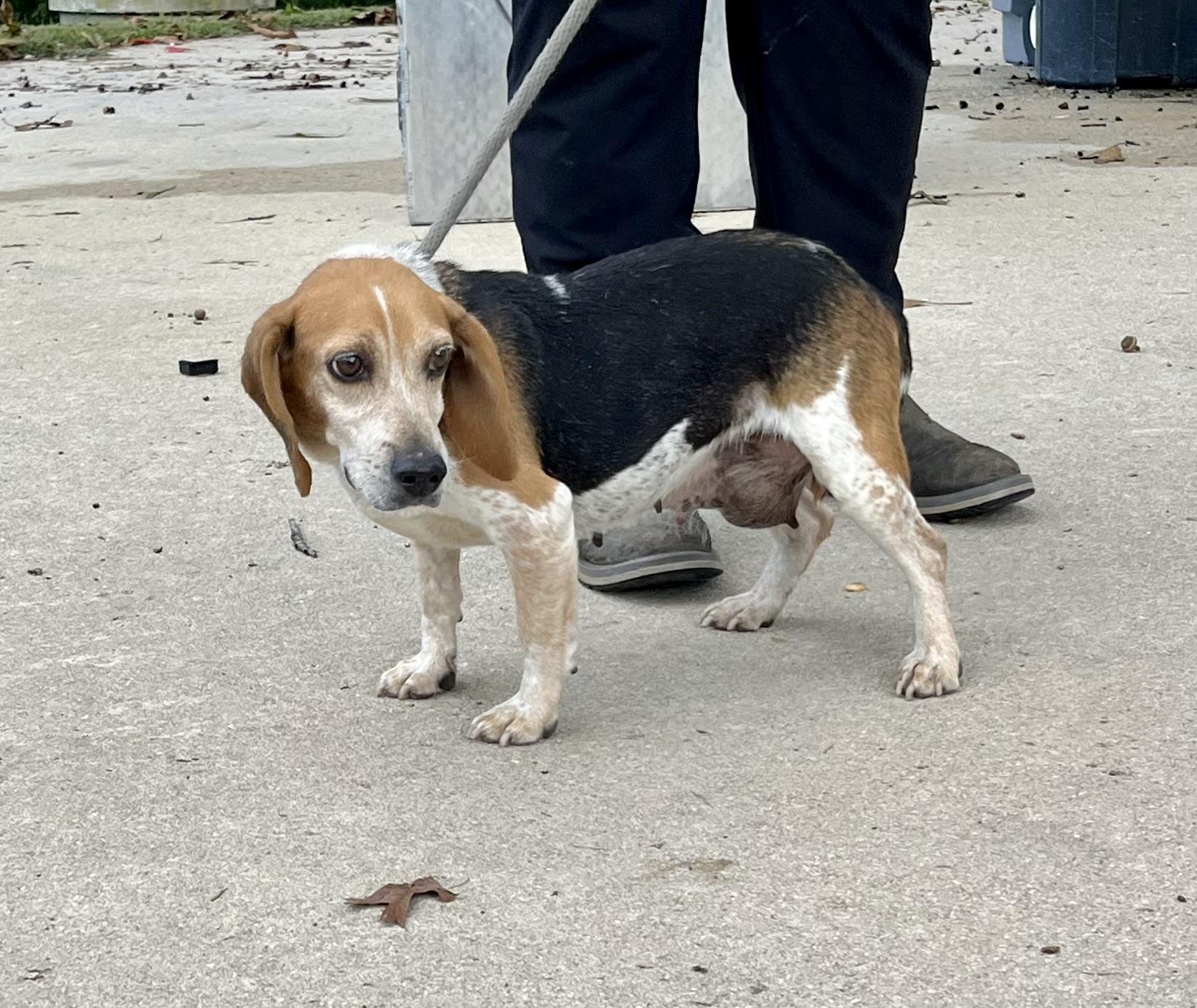 Georgia, Adopted, Senior Female Beagle.