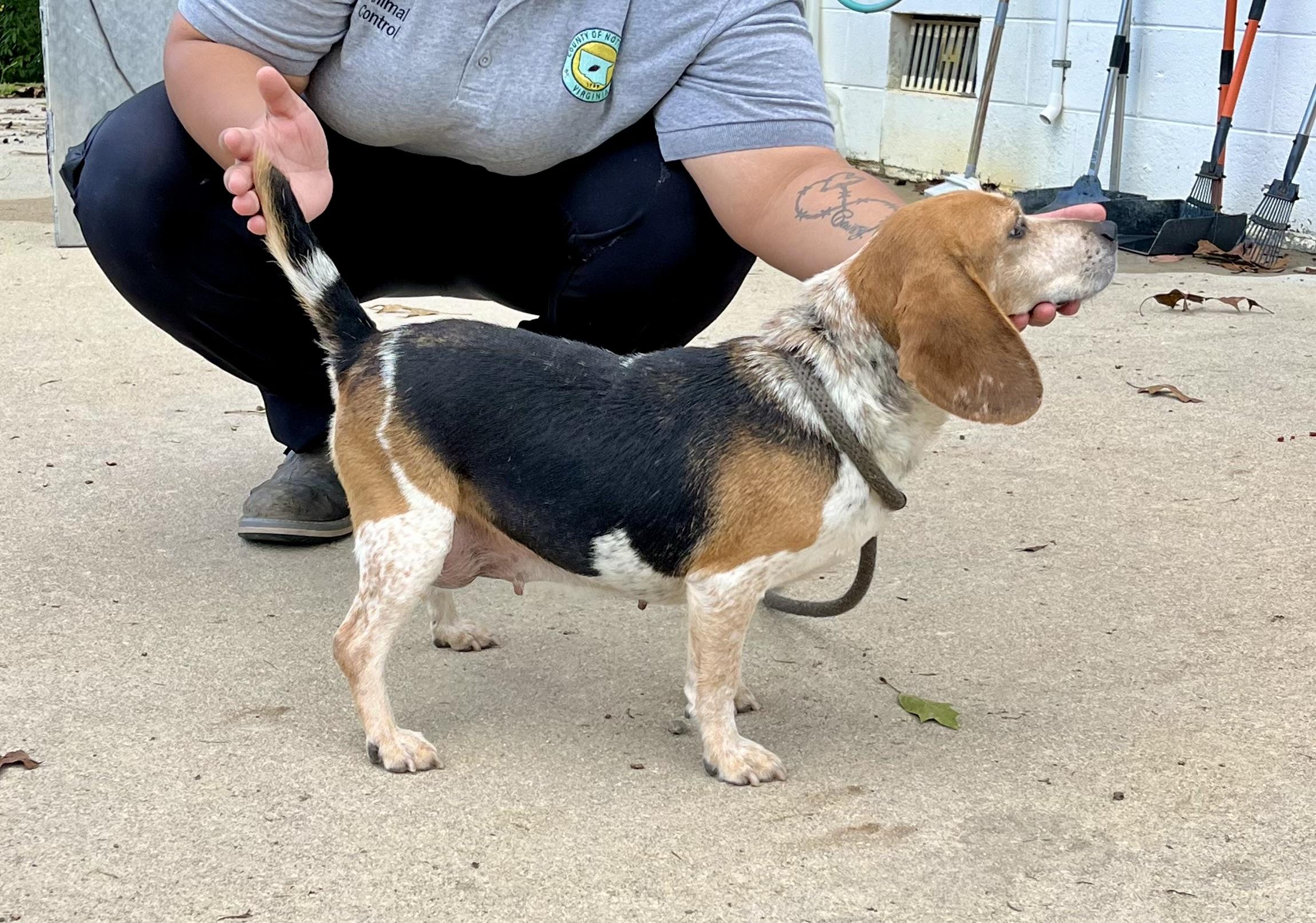 Enlarge Georgia, a Adopted Beagle in Blackstone, VA image 2/2
