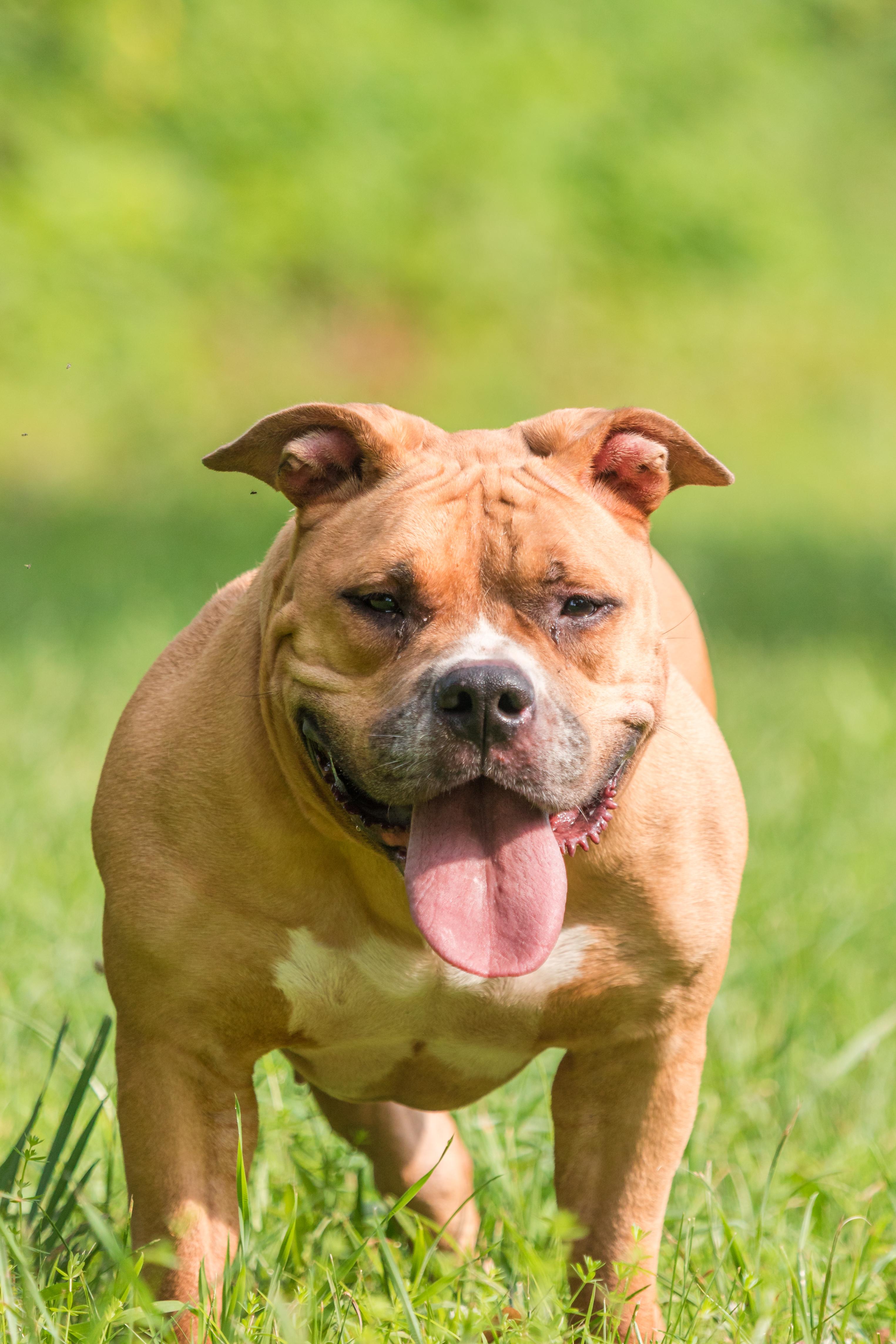 Enlarge GERTRUDE, a Adopted Pit Bull Terrier in Bristol, CT image 1/3