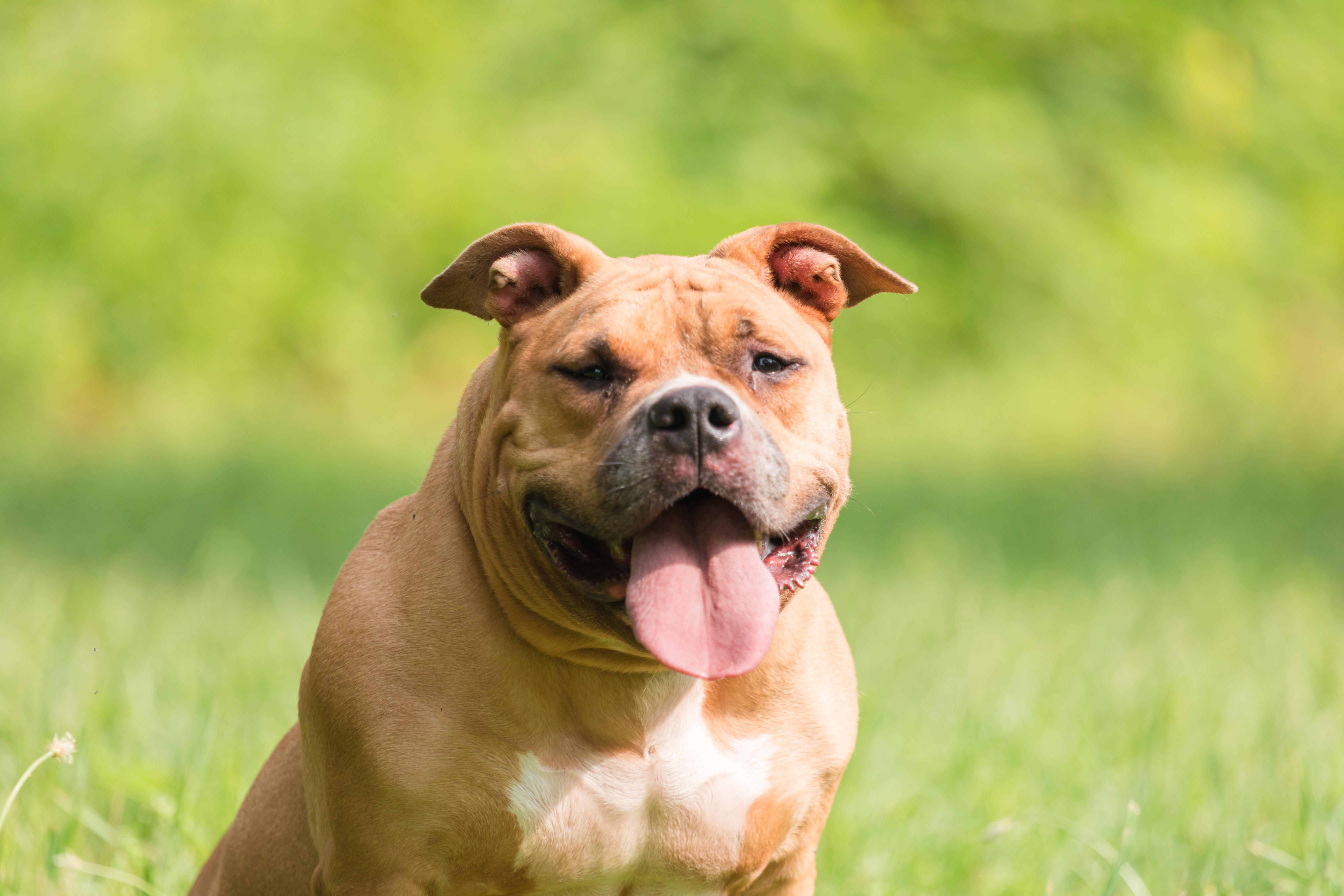 Enlarge GERTRUDE, a Adopted Pit Bull Terrier in Bristol, CT image 2/3