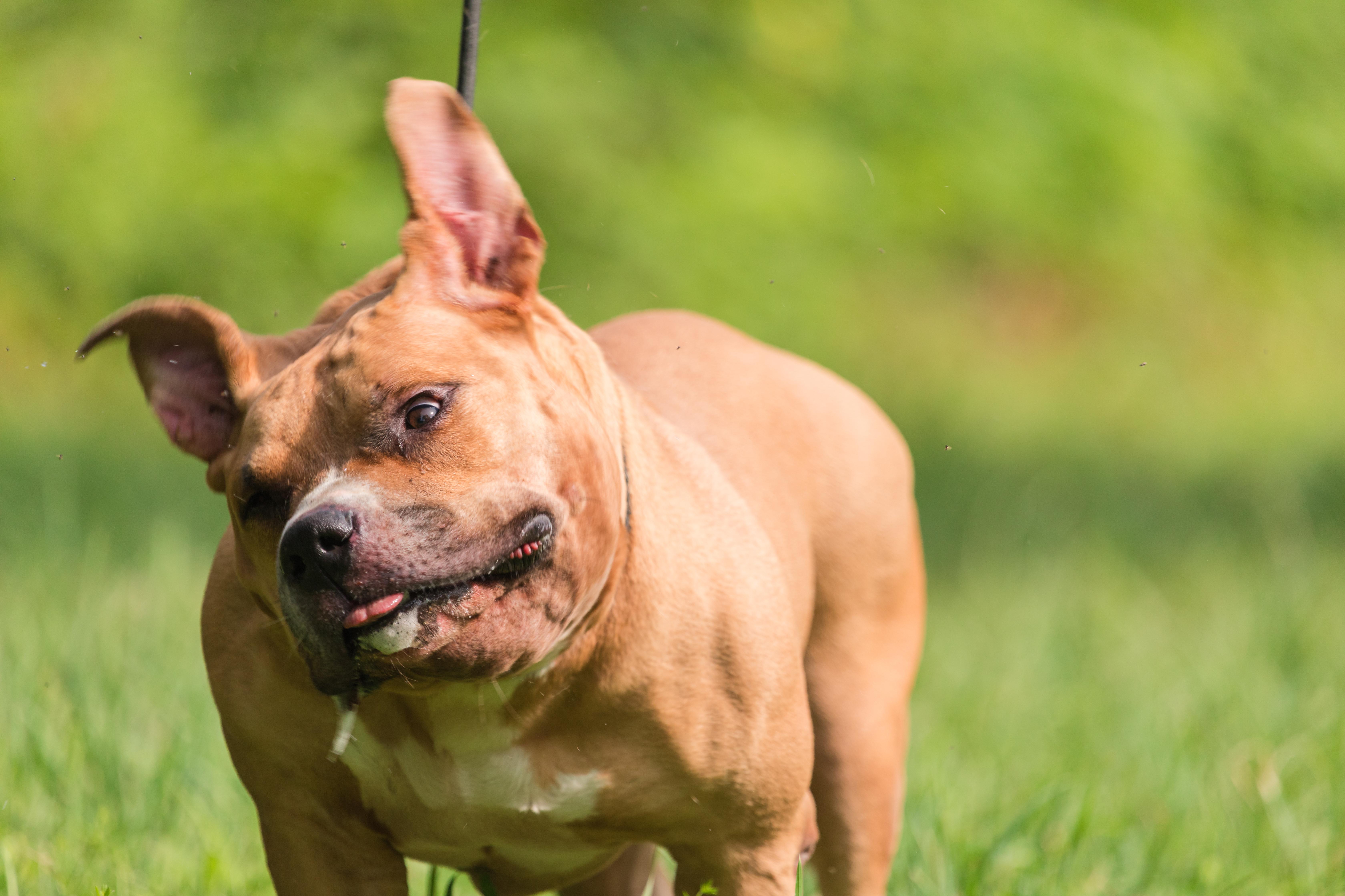 Enlarge GERTRUDE, a Adopted Pit Bull Terrier in Bristol, CT image 3/3