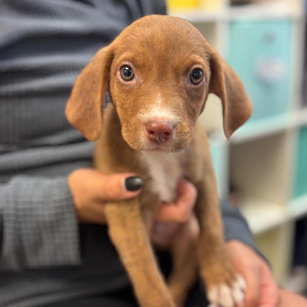 Edward, Adoptable, Puppy Male Mixed Breed.