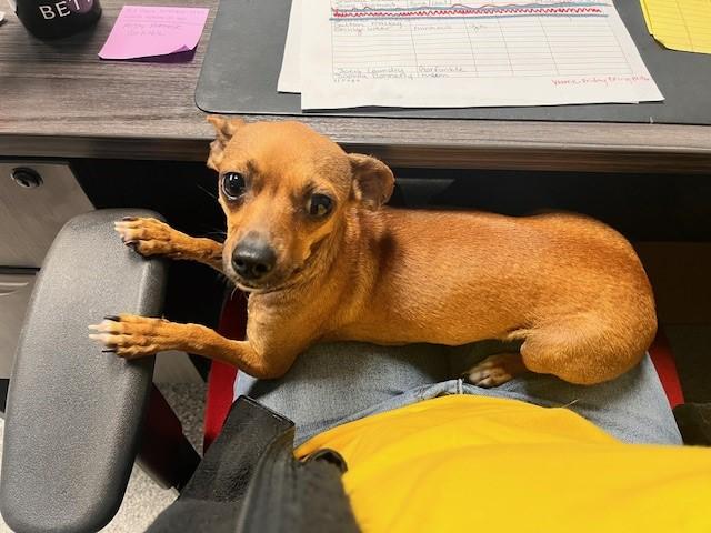 Enlarge Princess Belle, an adopted mixed breed in Tyler, TX image 4/5