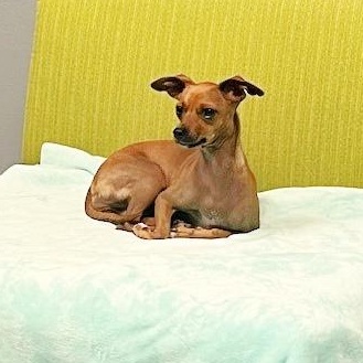 Enlarge Princess Belle, an adopted mixed breed in Tyler, TX image 5/5