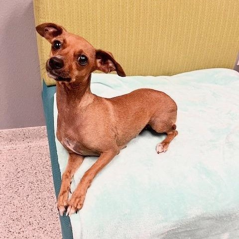 Princess Belle, adopted, Adult Female Chihuahua & Dachshund.