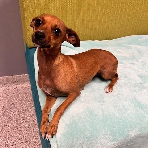 Enlarge Princess Belle, an adopted mixed breed in Tyler, TX image 2/5