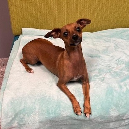 Enlarge Princess Belle, an adopted mixed breed in Tyler, TX image 3/5