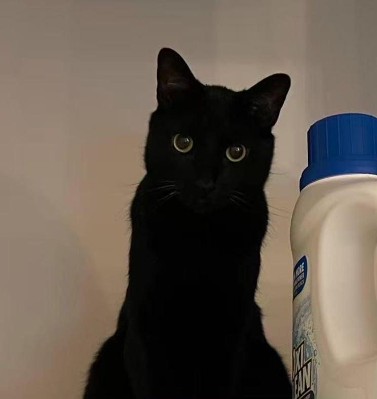 Enlarge Vlad, an adopted Domestic Short Hair in Bayonne, NJ image 5/5