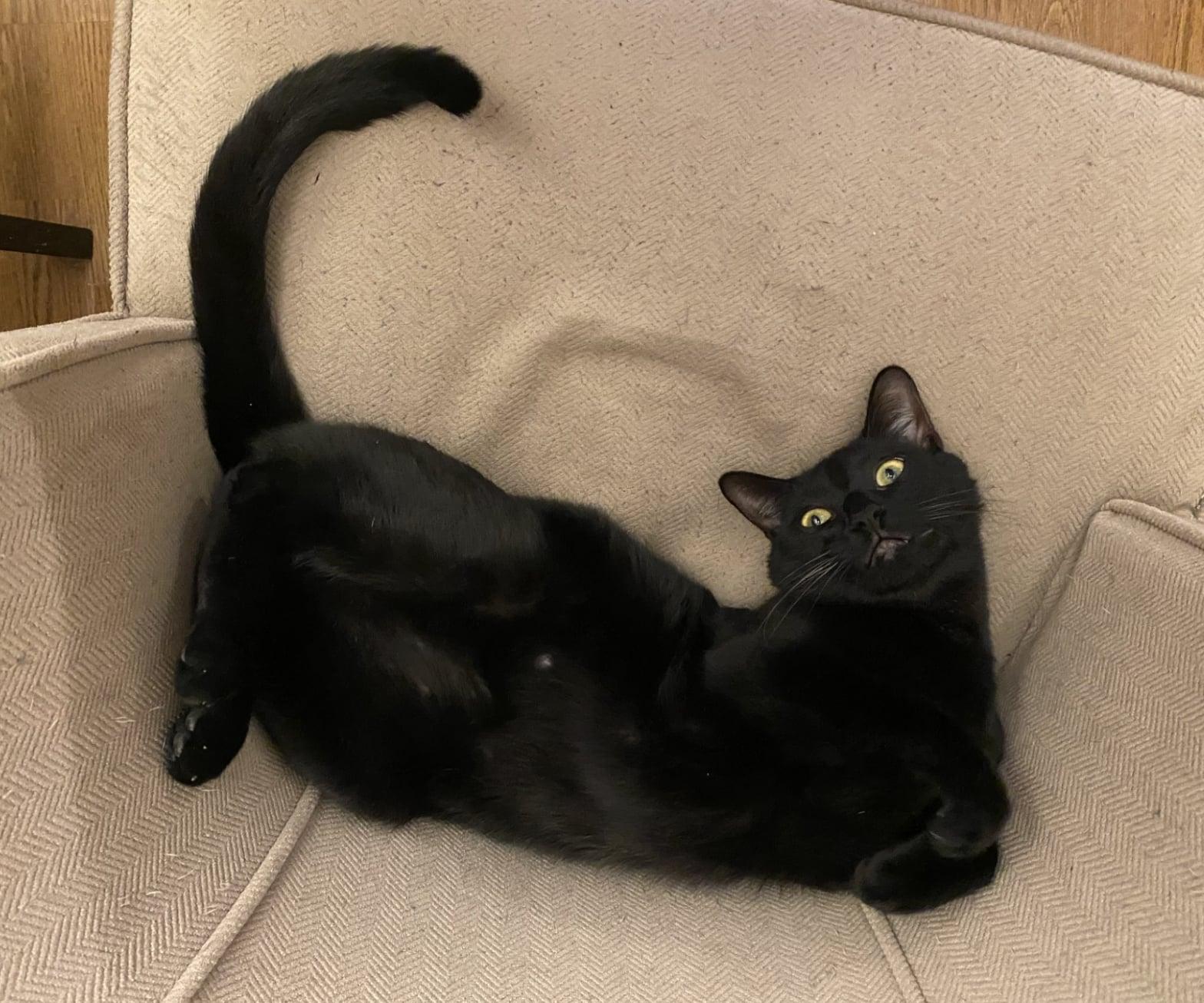 Enlarge Vlad, an adopted Domestic Short Hair in Bayonne, NJ image 2/5