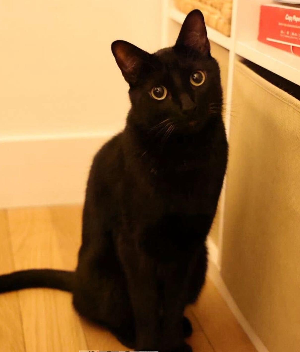 Enlarge Vlad, an adopted Domestic Short Hair in Bayonne, NJ image 1/5