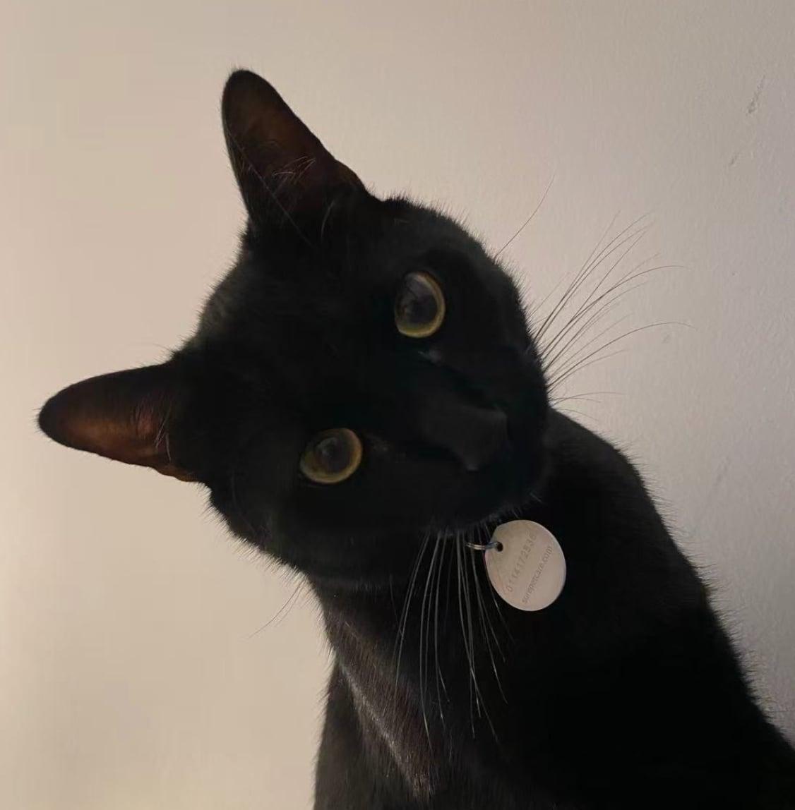 Enlarge Vlad, an adopted Domestic Short Hair in Bayonne, NJ image 3/5