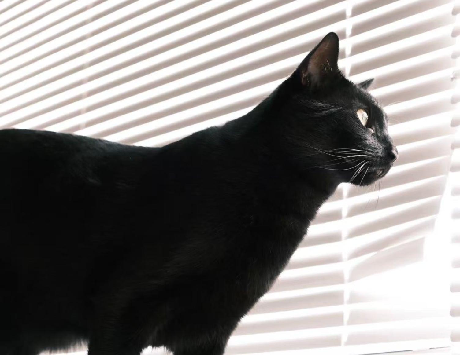 Enlarge Vlad, an adopted Domestic Short Hair in Bayonne, NJ image 4/5