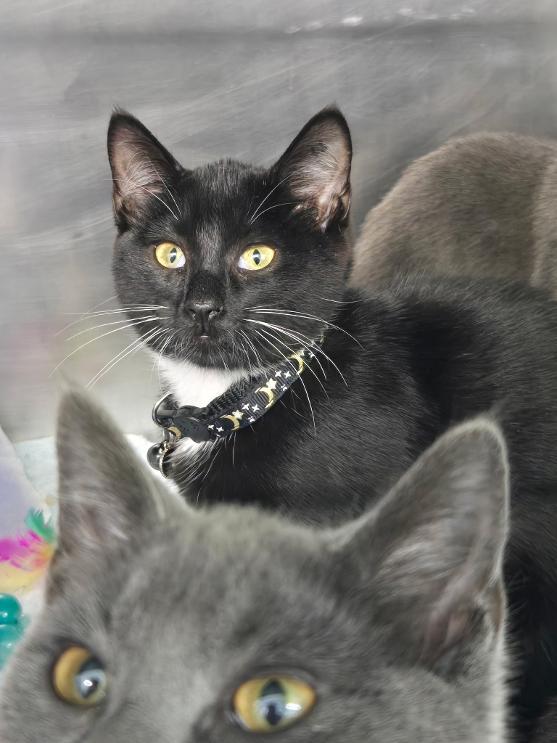 Lyndsy, Adopted, Young Female Domestic Short Hair.