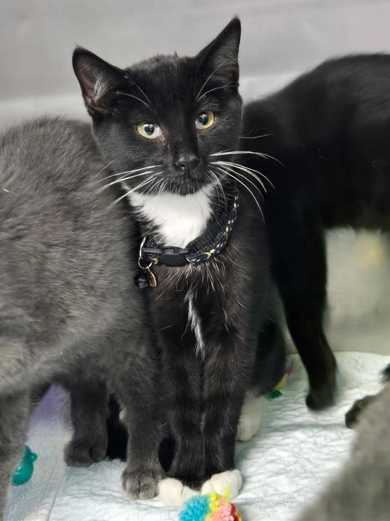 Enlarge Lyndsy, a Adopted Domestic Short Hair in Mount Vernon, OH image 2/2