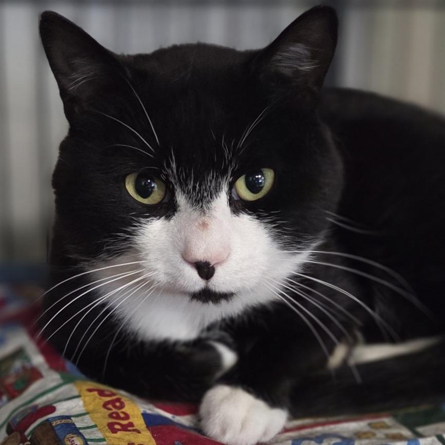 Ham, Adoptable, Adult Male Domestic Short Hair.