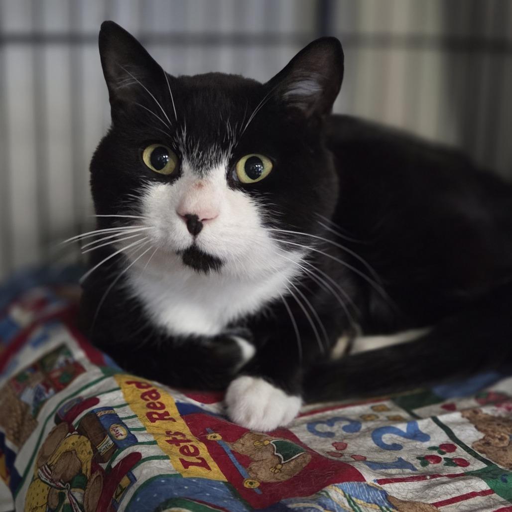 Enlarge Ham, a Adoptable Domestic Short Hair in Pittsford, VT image 2/2