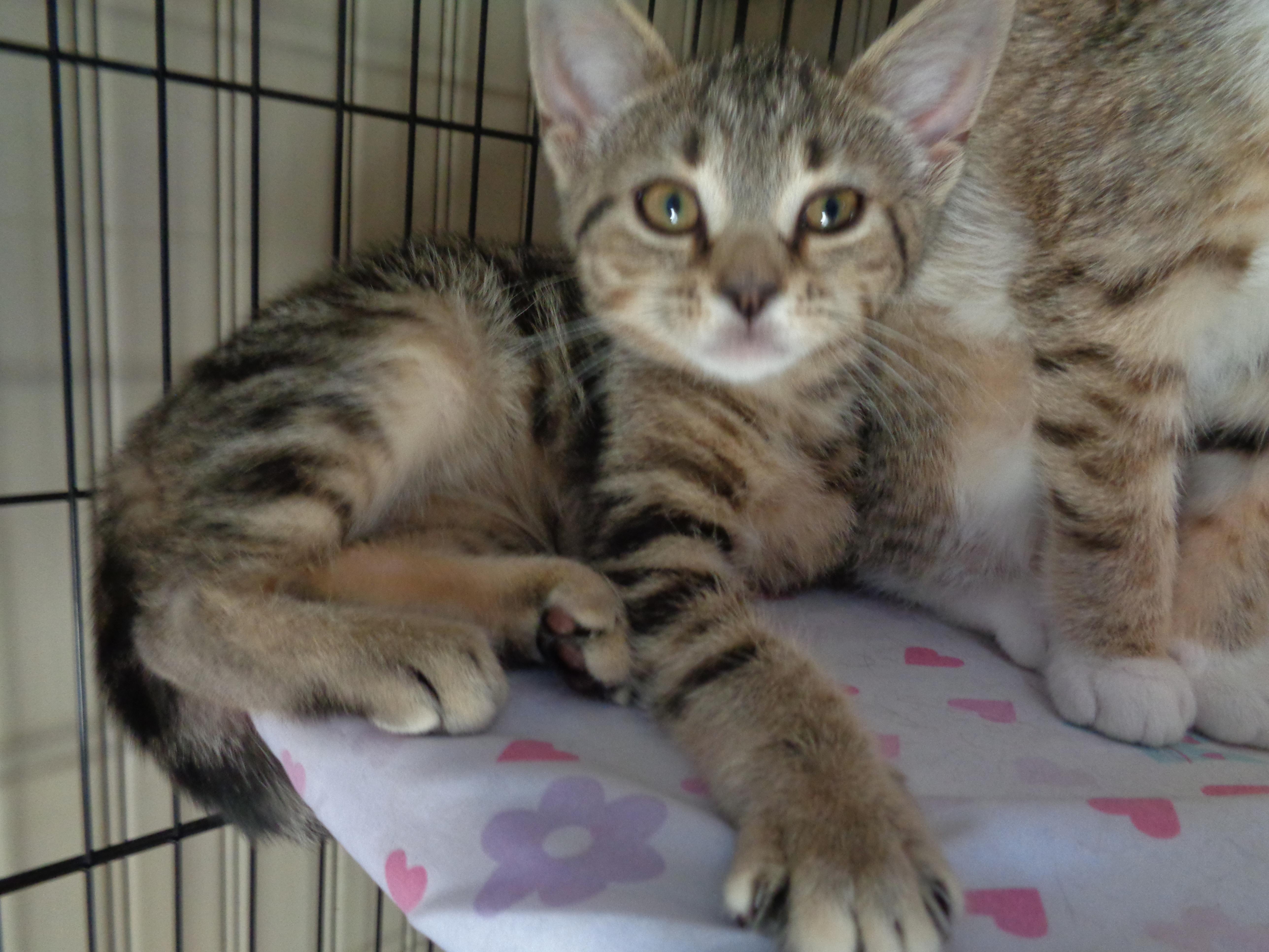 GLACIER, an adopted Tabby in Delhi, NY image 3/6