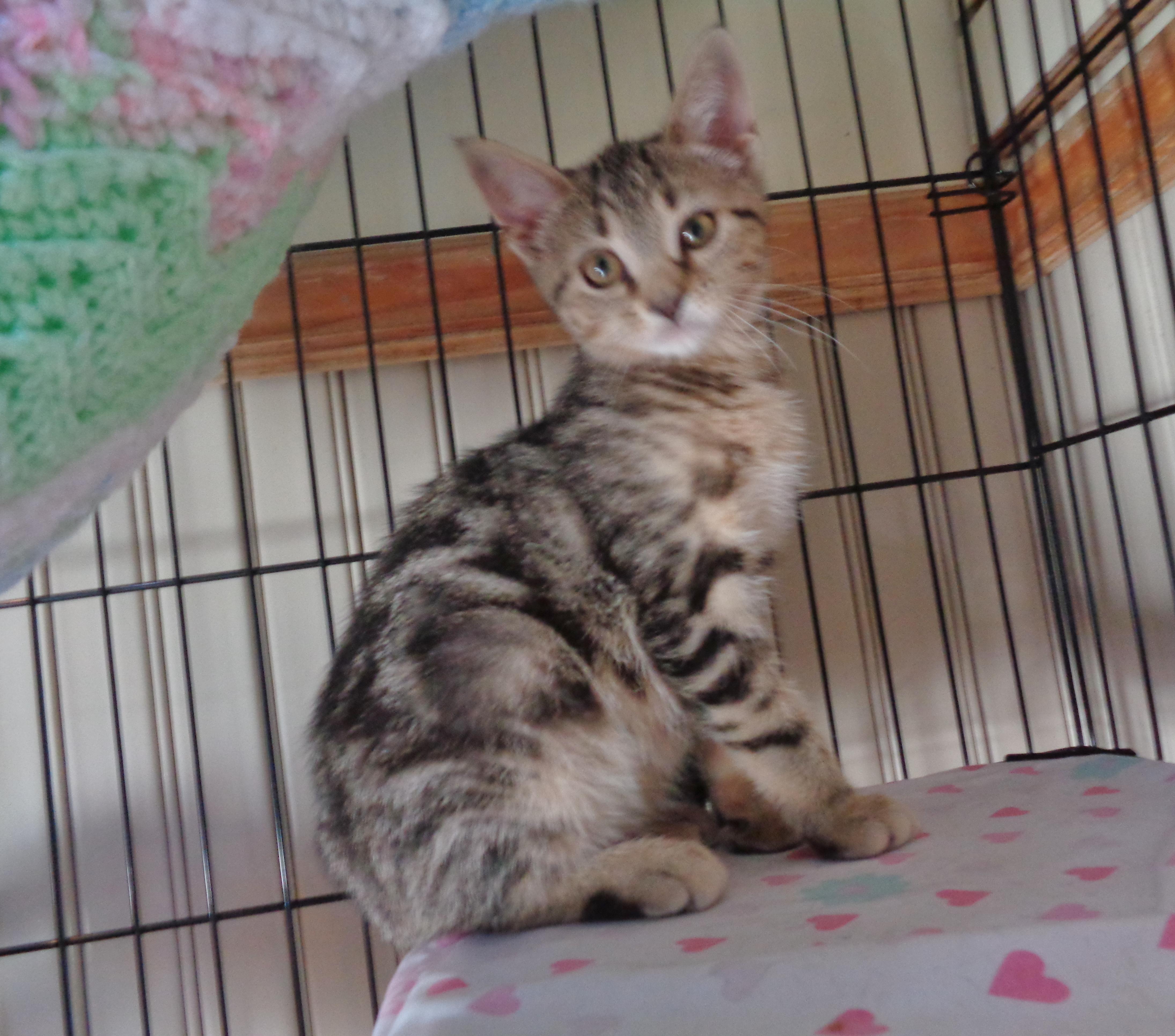 GLACIER, an adopted Tabby in Delhi, NY image 1/6