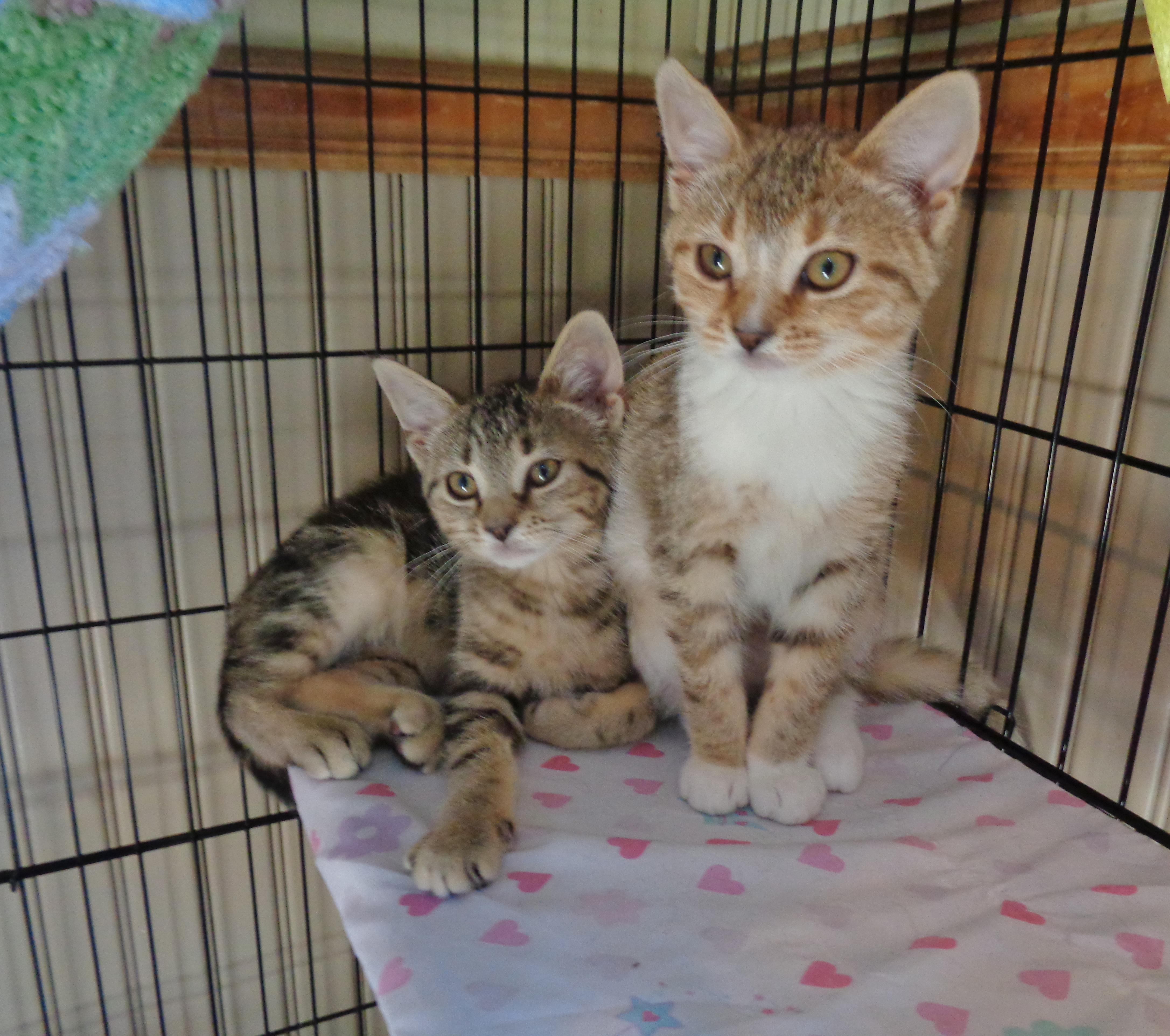 GLACIER, an adopted Tabby in Delhi, NY image 6/6