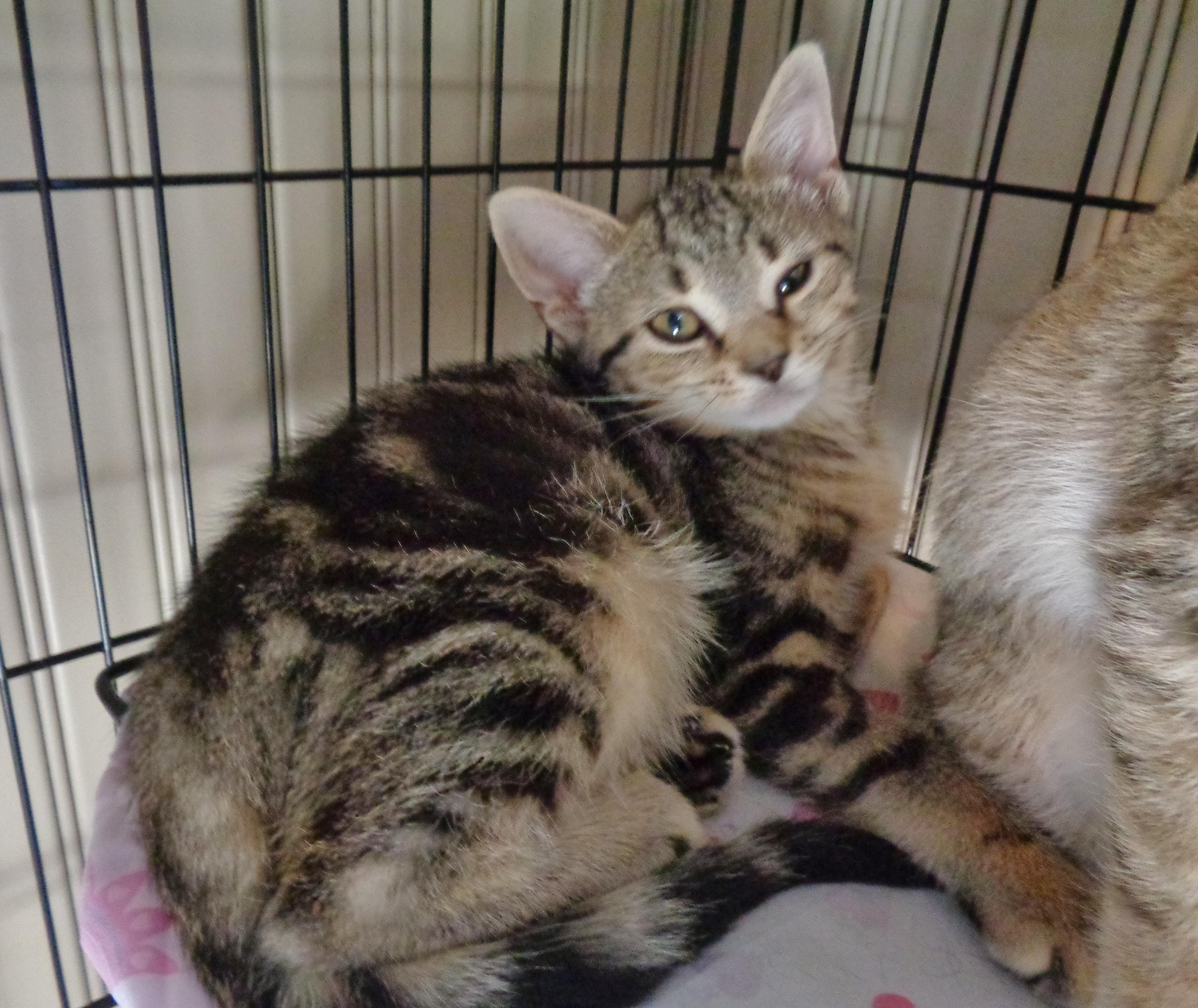 GLACIER, an adopted Tabby in Delhi, NY image 5/6